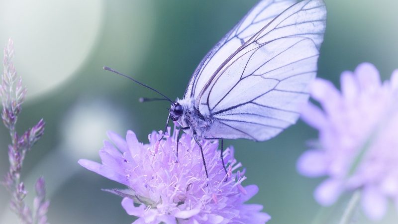 L&rsquo;occultarum initiatus