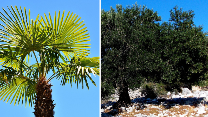 Symbole shandarien du palmier et de l’olivier