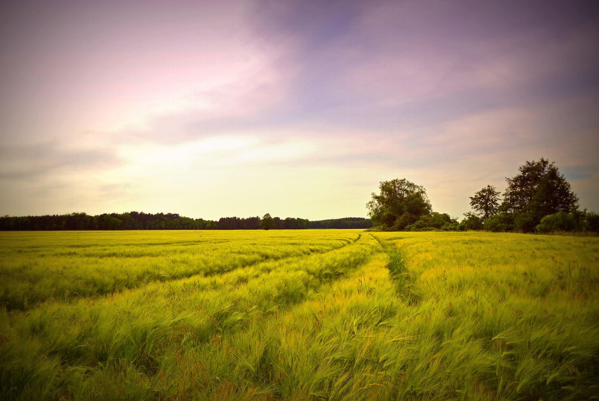 Shandarisme et écologie