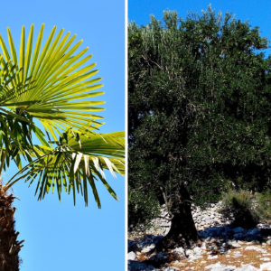 Symbole shandarien du palmier et de l’olivier
